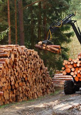 Forest & Wood Certification Services, Deforestation, Timber, Green