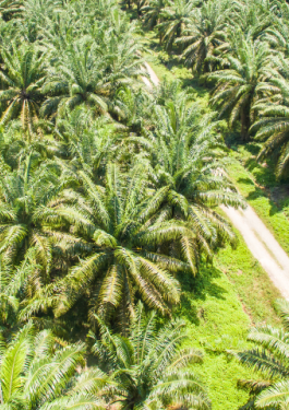 RSPO SUSTAINABLE PALM OIL
